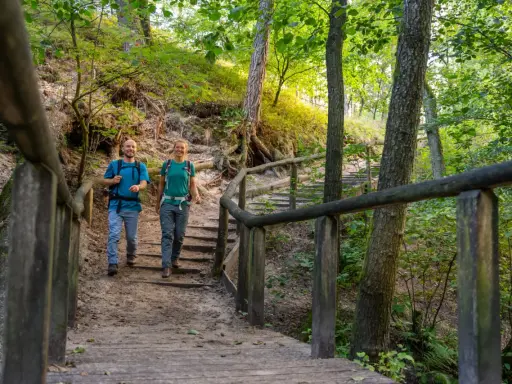 Glückliche Wanderer steigen eine Holztreppe im Wiehengebirge hinauf. Die Sonne scheint durch die Bäume und beleuchtet den Waldweg.