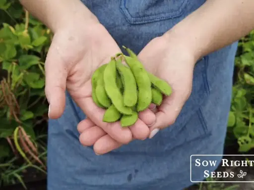 Hands cupped, holding a bunch of freshly picked edamame pods. The vibrant green pods are fuzzy and promise a delicious harvest from the edamame plant.