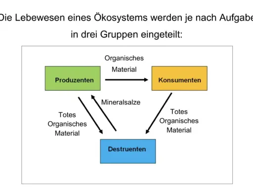 Schema zeigt, was sind Destruenten: Sie zersetzen totes organisches Material und liefern Mineralsalze für Produzenten. Konsumenten fressen Produzenten.