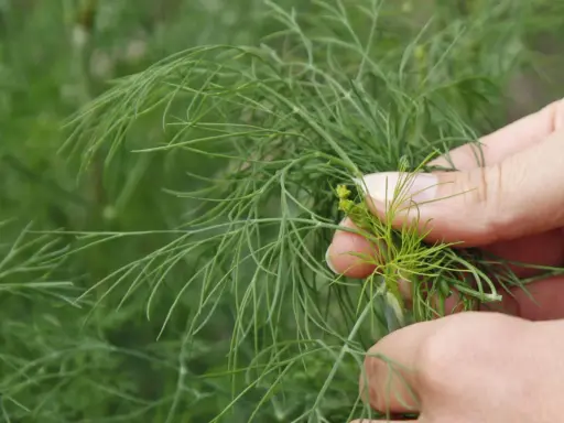 Hände ernten frischen Dill. Die zarten grünen Zweige des Dillpflanzen sind im Fokus.
