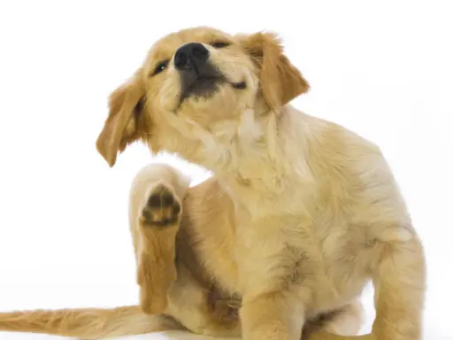 Un chiot golden retriever se gratte la patte, signe qu'il est temps de penser à la saison des puces.