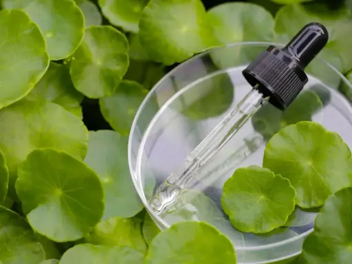 Kropla serum z gotu kola w pipetce spoczywa na szalce Petriego, otoczona zielonymi liśćmi.