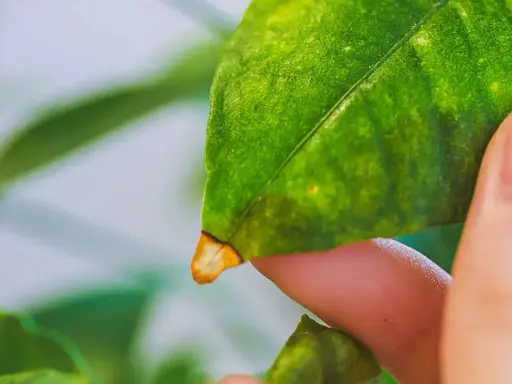 Un doigt examine une feuille de citronnier, dont le bout jaunit, signe d'un problème.