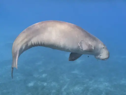 Dugong, jedno z fascynujących zwierząt w Egipcie, pływa w turkusowych wodach Morza Czerwonego.