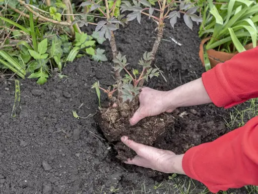 Hände pflanzen eine Pfingstrose um. Der Wurzelballen wird vorsichtig in die Erde gesetzt, um die Pflanze an ihrem neuen Standort zu etablieren.