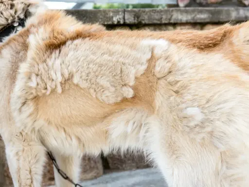 Gros plan sur le pelage d'un chien, montrant des zones clairsemées suggérant une perte de poil due au stress.