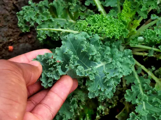 Une main touche une feuille de chou kale frisé, vert foncé et texturé, dans un jardin.
