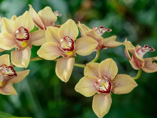 Delikatne, żółte kwiaty cymbidium z bordowymi plamkami w środku, na tle zieleni.