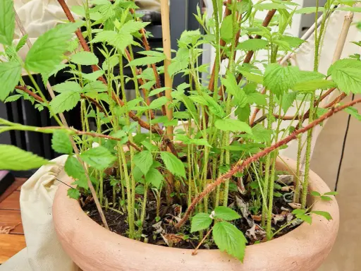 Junge Himbeeren im Topf, mit vielen grünen Blättern und dünnen, stacheligen Trieben.