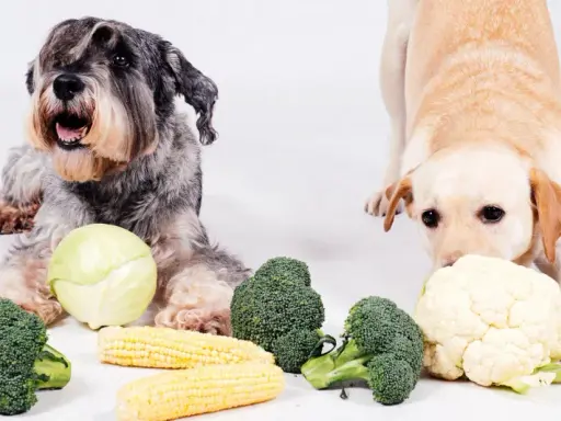 Dwa psy, sznaucer i labrador, badają warzywa. Czy pies może jeść kalafior? Labrador wącha kalafior, obok brokuły i kukurydza.