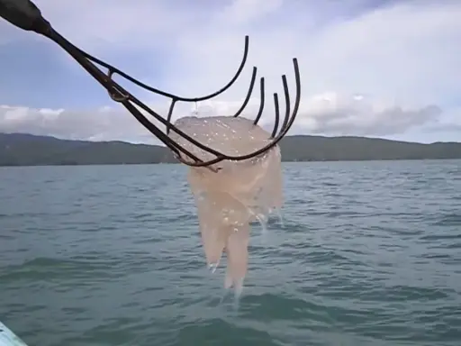 Una medusa trascinata da un attrezzo da pesca, pronta per essere cucinata. Chi mangia le meduse?
