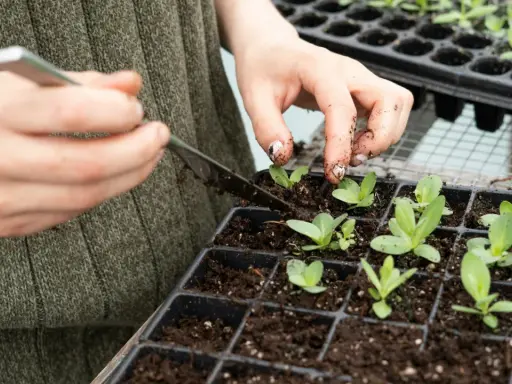 Dłonie z ziemią pomagają młodym roślinom w ukorzenianiu w ziemi, delikatnie je przesadzając.