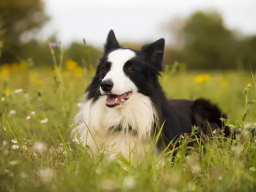 Czarny pies rasy border collie leży w trawie. Zastanawiasz się, ile waży border collie? Ten pies wygląda na zdrowego i aktywnego.