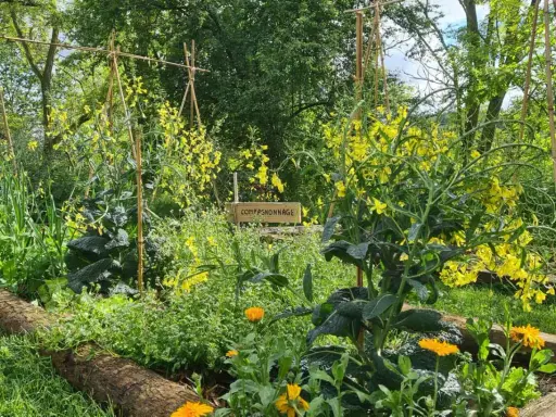 Un jardin luxuriant en permaculture, avec des fleurs jaunes éclatantes, des légumes verts et des tuteurs en bambou. Un panneau indique "Compagnonnage".