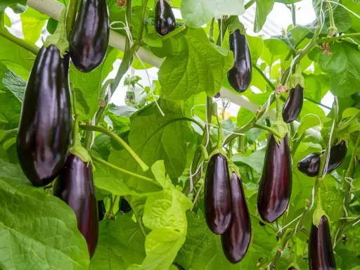 Aubergines foncées, de belle taille, poussent sur des tiges vertes luxuriantes, prêtes à être récoltées.