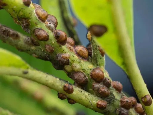 Close-up of a plant stem covered in brown, dome-shaped scale insects, aiding in scale insect identification.