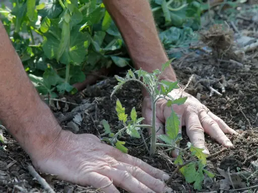 Mains plantant un jeune plant de tomate en pleine terre, étape clé pour savoir comment planter des tomates en pleine terre.