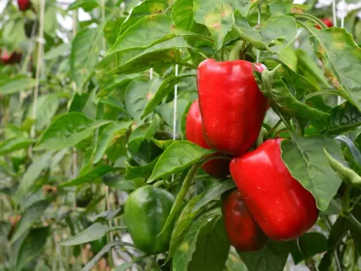Poivrons rouges et verts mûrs sur des plants dans une serre. Ces poivrons en pot promettent une récolte savoureuse.