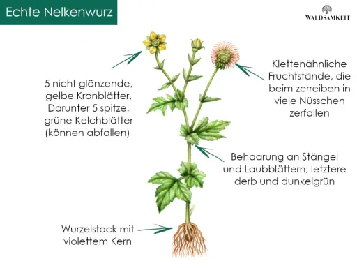 Echte Nelkenwurz mit gelben Blüten und Wurzelstock. Die Pflanze ist bekannt für ihre nelkenwurz heilwirkung.
