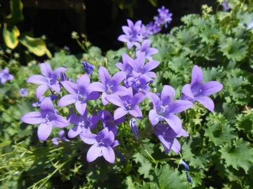 Urocze, fioletowe dzwonki, piękne campanula odmiany, kwitną na tle zielonych liści.