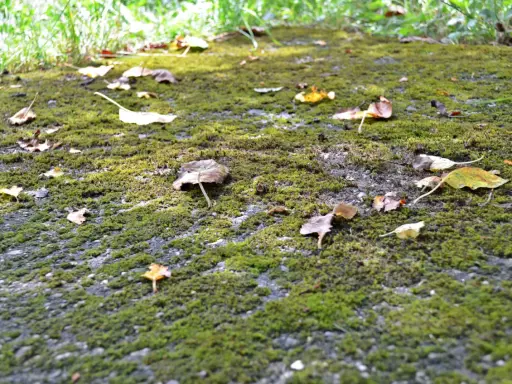 Sentier envahi par la mousse et les feuilles mortes. Idéal pour apprendre comment détruire la mousse dans une cour.