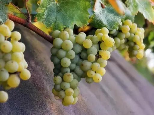 Reife Trauben der Silvaner Rebsorte hängen an einem Rebstock.