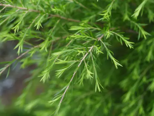 Rameaux de tea tree vertus, aux feuilles fines et vertes, évoquant la nature et le bien-être.