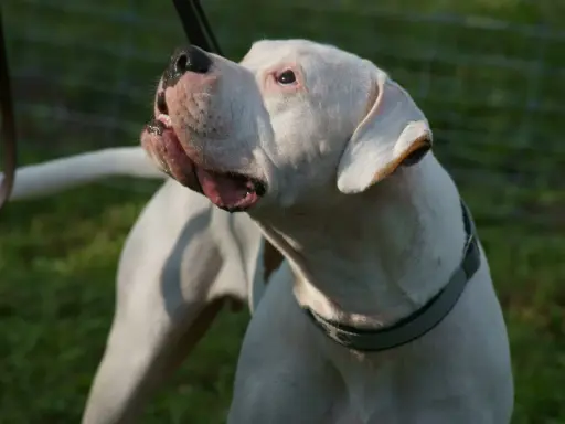 Mocny dogo argentino z otwartym pyskiem, patrzący w górę. W tle zielona trawa i siatka.