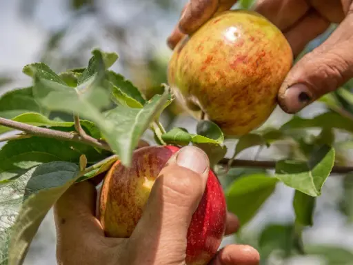 Hände pflücken reife Äpfel vom Baum. Die Frage "wann ist Apfelernte?" wird hier beantwortet: jetzt!
