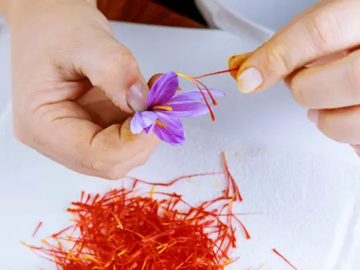 Main d'une personne récoltant délicatement les stigmates d'une fleur de safran. Une pile de stigmates rouges est visible. Cela donne une idée de combien de bulbes de safran au m2 sont nécessaires.