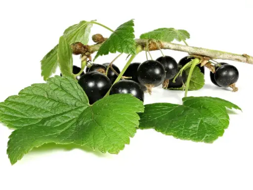 Grappe de cassis noirs et feuilles vertes sur fond blanc. Découvrez les cassis bienfaits pour la santé.