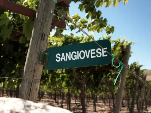 Schild mit der Aufschrift "SANGIOVESE" in einem Weinberg. Diese Rebsorte ist die Grundlage für den berühmten Chianti.