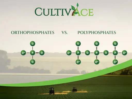 Comparaison entre orthophosphates et polyphosphates. Le danger des polyphosphates pour les cultures est souligné par leur structure complexe.