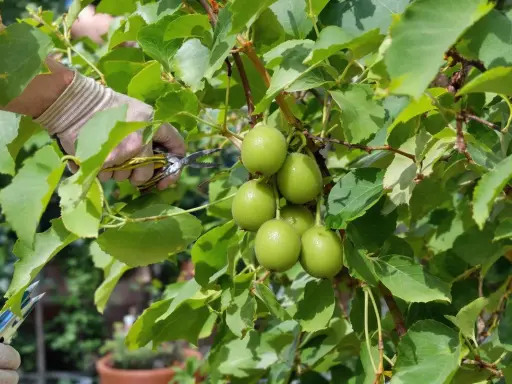 Main verte tenant des ciseaux pour la taille du kiwi en hiver, près de fruits verts sur une branche feuillue.