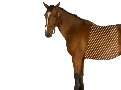 Braunes Pferd mit markiertem Bereich, der auf verspannte interkostalmuskulatur hinweist.