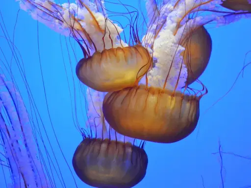 Meduse strane con ombrelli ambrati e lunghi tentacoli viola danzano in un blu profondo.