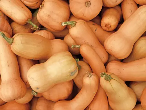Gros plan sur des potimarrons et des courges butternut. Idéal pour savoir quand planter potimarron et butternut.