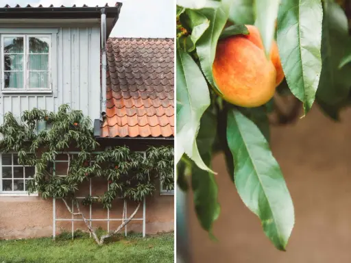 En persikoträd klättrar på en vägg vid ett hus, med mogna persikor som hänger bland bladen. Krussjuka persika kan drabba trädet, men här ser det ut att frodas.