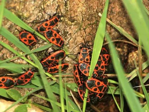Un groupe d'insectes rouges et noirs, ressemblant à des gendarmes, se rassemble sur de l'herbe verte près d'un tronc d'arbre.