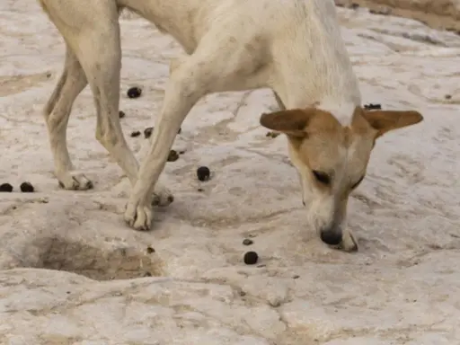 Un chien blanc et brun renifle le sol rocailleux, entouré de crottes. Il cherche peut-être une explication au mystère : pourquoi mon chien mange les crottes de chat ?