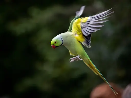 Parrocchetto monaco in volo, ali spiegate, piume gialle e verdi vivaci, un vero spettacolo di carattere.