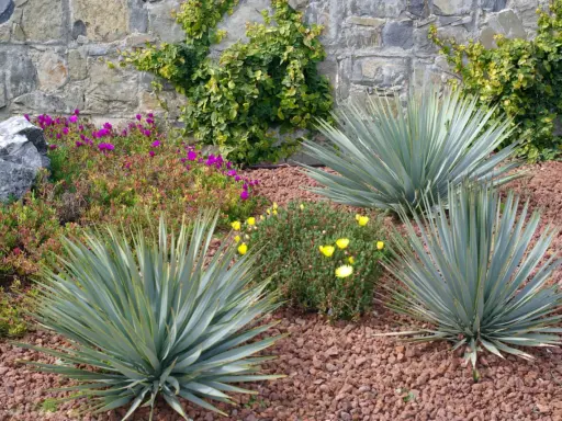Jardin sec avec yuccas, fleurs violettes et jaunes, et mur de pierre. Une belle idée jardin sans pelouse.