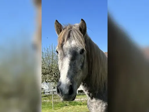 Ein graues Camargue Pferd blickt neugierig in die Kamera. Der Himmel ist blau, im Hintergrund ein Baum und ein Wohnwagen.
