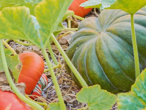 Gros plan sur une courge musquée verte et des petites courges oranges sur le sol, entourées de feuilles vertes.