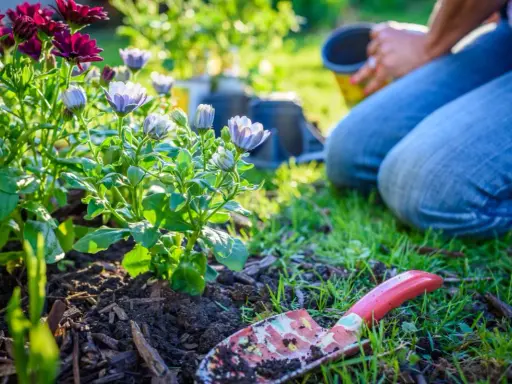Gardener planting perennials in a sunny garden. A trowel lies in the soil next to blooming flowers.