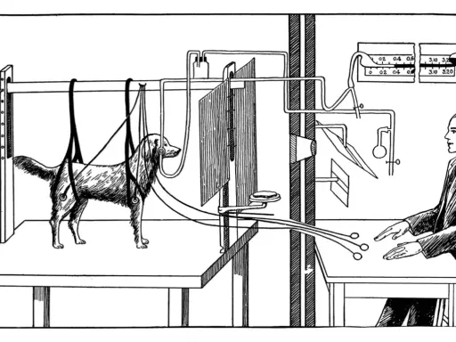 Illustration d'un chien de Pavlov suspendu, relié à des appareils, observant un homme en blouse qui manipule des commandes.