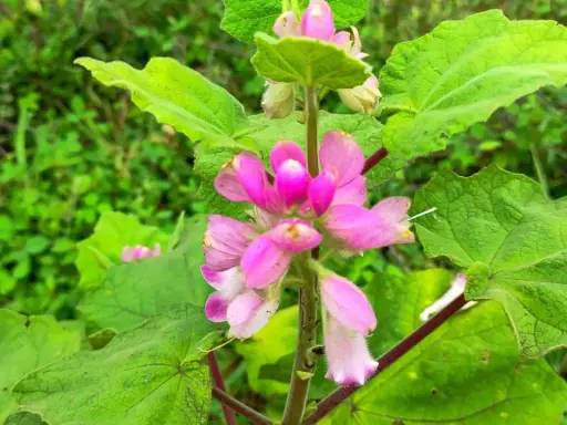 Fleurs roses d'harpagophytum, plante aux multiples bienfaits, sur fond de verdure luxuriante.