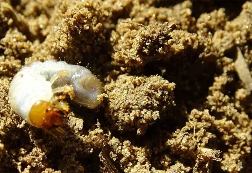 Un gros ver blanc, une larve de hanneton, se cache dans la terre meuble.