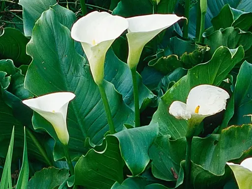 Arums en pot extérieur, leurs élégantes corolles blanches se dressent fièrement parmi de luxuriantes feuilles vertes.