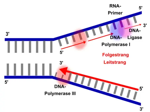 DNA-Polymerase I und III synthetisieren DNA-Stränge. DNA-Ligase verbindet Fragmente. Der Leitstrang wird kontinuierlich, der Folgestrang diskontinuierlich synthetisiert.